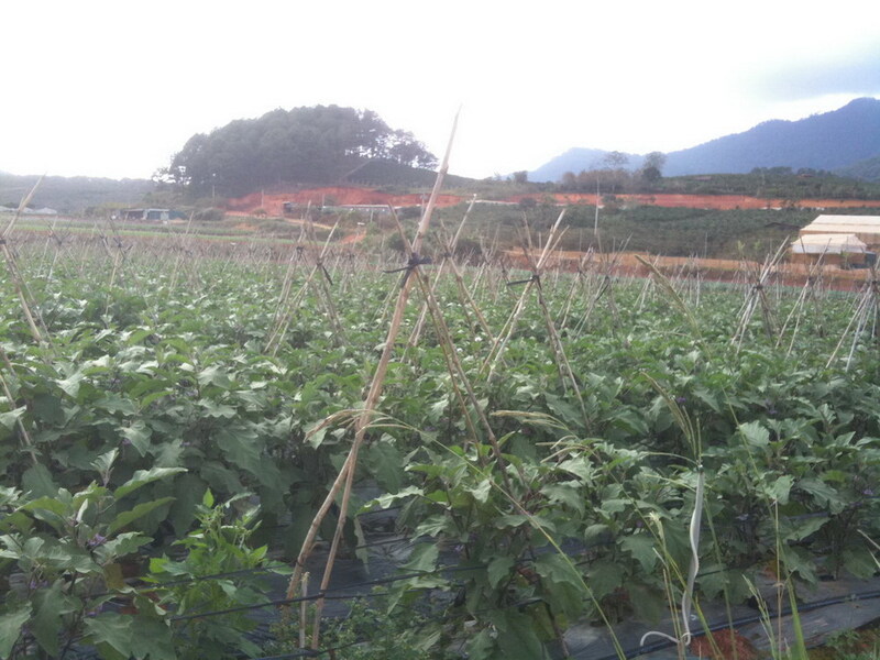 Cà tím - Nông Sản Rau Củ Đà Lạt - Công Ty TNHH Da Sa Thảo Mộc