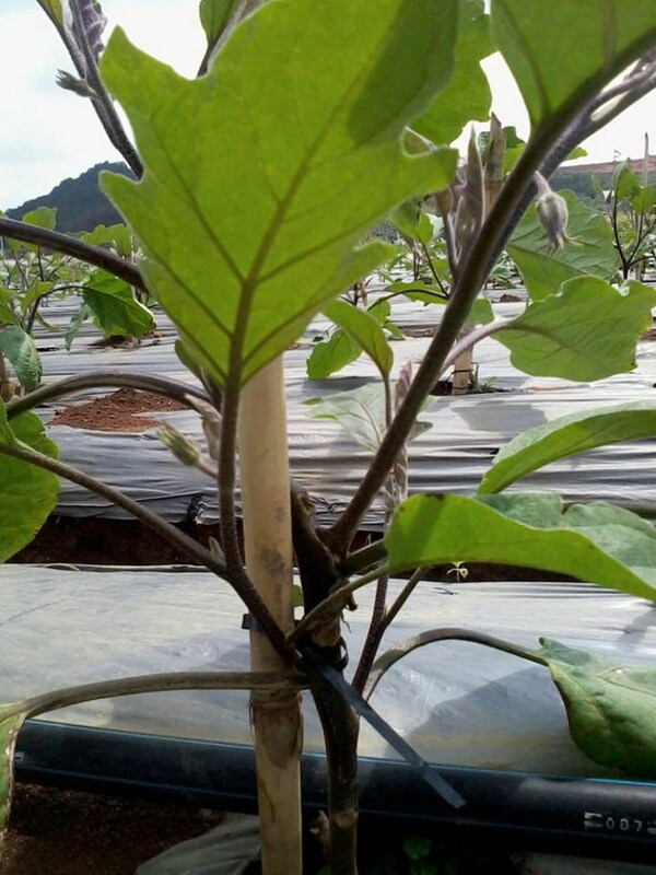 Cà tím - Nông Sản Rau Củ Đà Lạt - Công Ty TNHH Da Sa Thảo Mộc