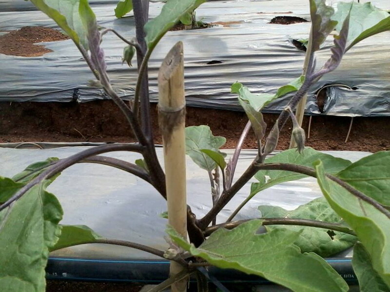 Cà tím - Nông Sản Rau Củ Đà Lạt - Công Ty TNHH Da Sa Thảo Mộc