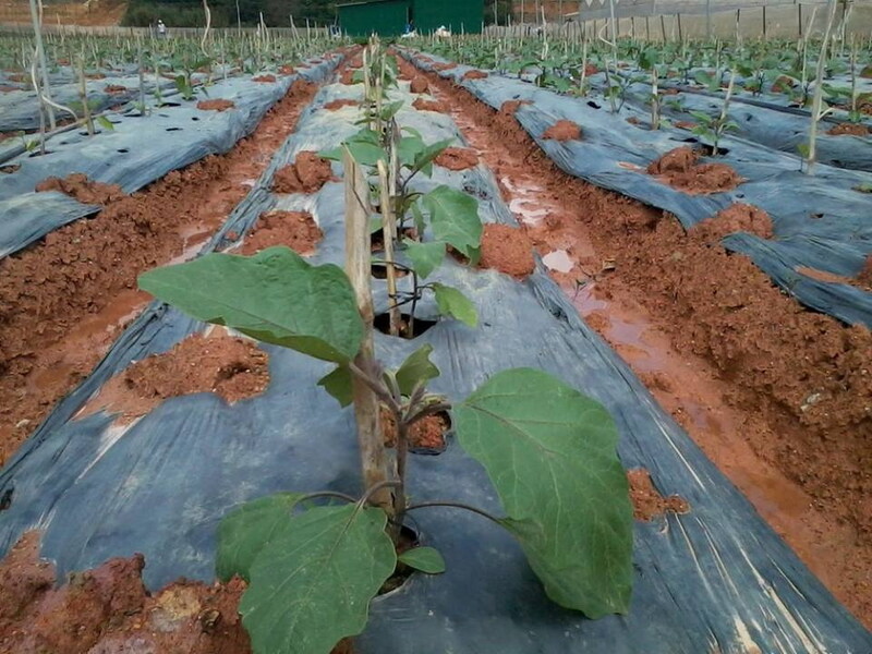 Cà tím - Nông Sản Rau Củ Đà Lạt - Công Ty TNHH Da Sa Thảo Mộc