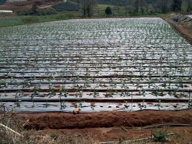 Cà tím - Nông Sản Rau Củ Đà Lạt - Công Ty TNHH Da Sa Thảo Mộc