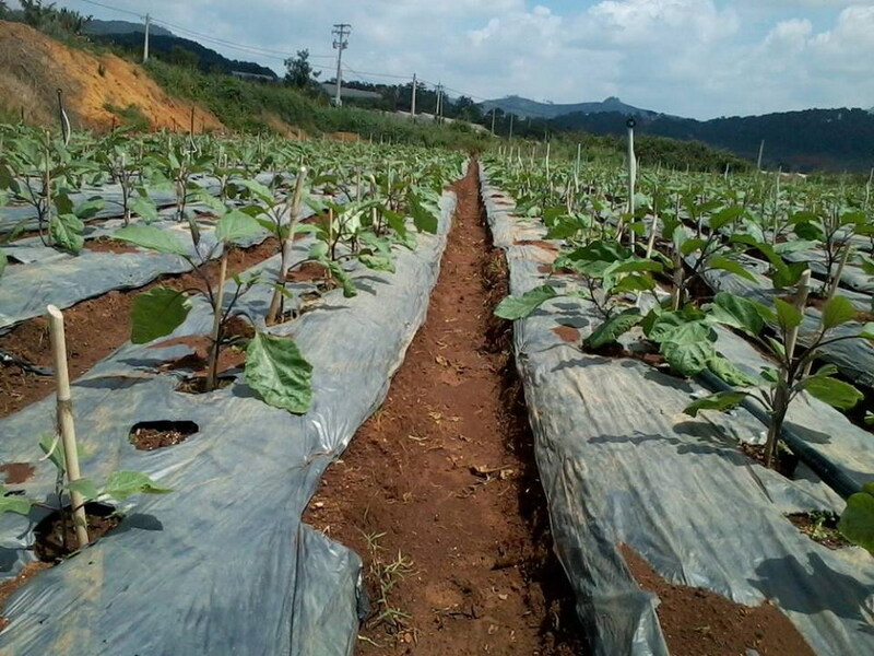 Cà tím - Nông Sản Rau Củ Đà Lạt - Công Ty TNHH Da Sa Thảo Mộc