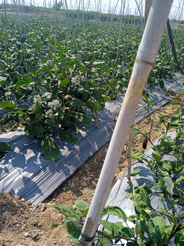 Cà tím giống Nhật - Nông Sản Rau Củ Đà Lạt - Công Ty TNHH Da Sa Thảo Mộc