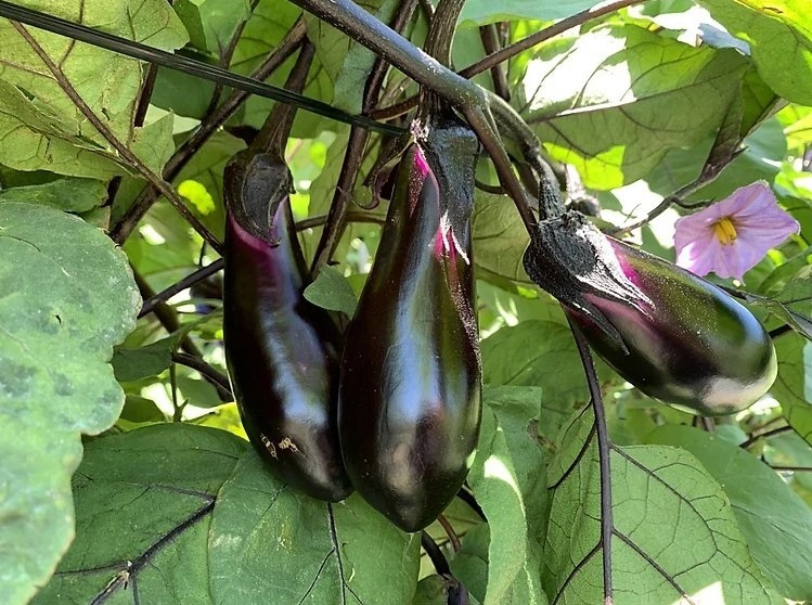 Cà tím giống Nhật - Nông Sản Rau Củ Đà Lạt - Công Ty TNHH Da Sa Thảo Mộc