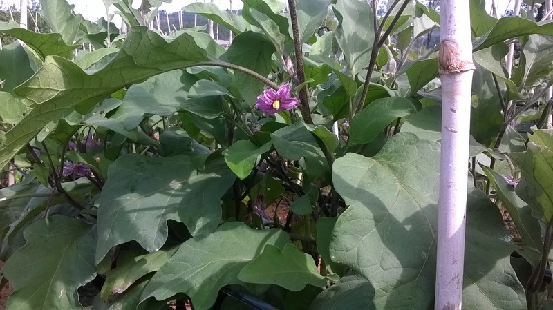 Cà tím - Nông Sản Rau Củ Đà Lạt - Công Ty TNHH Da Sa Thảo Mộc