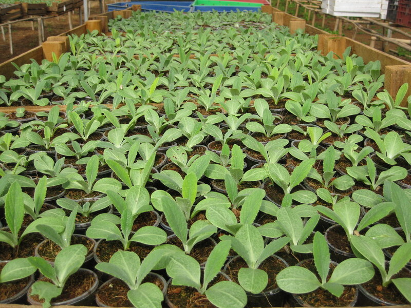 Cây con Atiso - Nông Sản Rau Củ Đà Lạt - Công Ty TNHH Da Sa Thảo Mộc