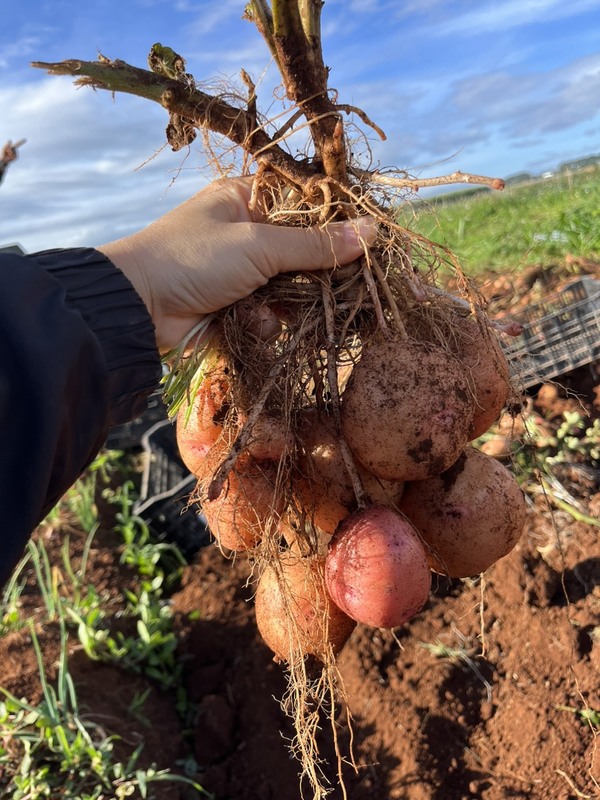Khoai tây Đà Lạt - Nông Sản Rau Củ Đà Lạt - Công Ty TNHH Da Sa Thảo Mộc