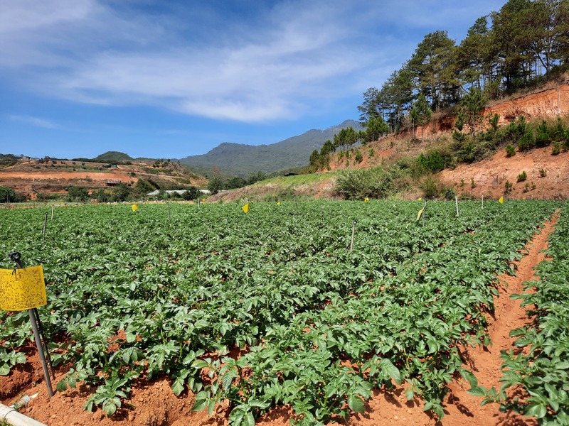 Khoai tây - Nông Sản Rau Củ Đà Lạt - Công Ty TNHH Da Sa Thảo Mộc