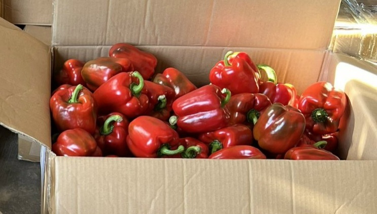 Ớt chuông đỏ - Nông Sản Rau Củ Đà Lạt - Công Ty TNHH Da Sa Thảo Mộc
