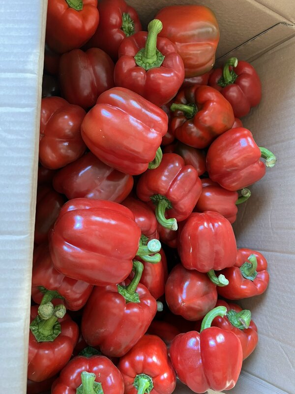 Ớt chuông đỏ - Nông Sản Rau Củ Đà Lạt - Công Ty TNHH Da Sa Thảo Mộc