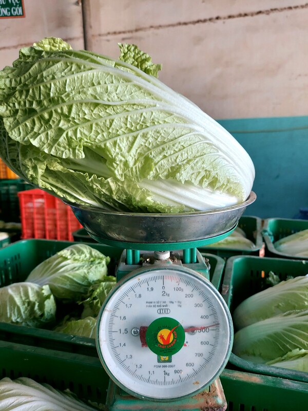 Cải thảo - Nông Sản Rau Củ Đà Lạt - Công Ty TNHH Da Sa Thảo Mộc