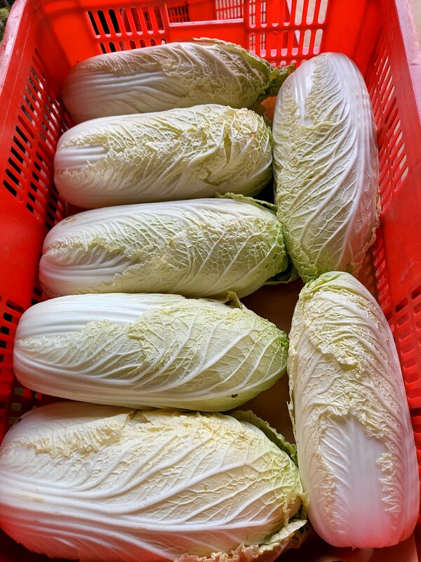 Cải thảo - Nông Sản Rau Củ Đà Lạt - Công Ty TNHH Da Sa Thảo Mộc