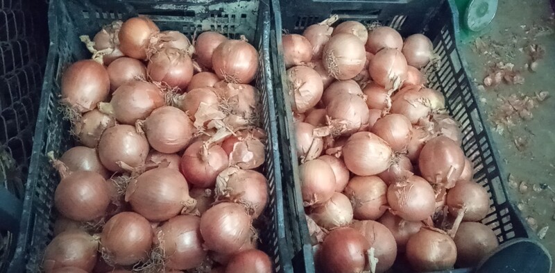 Hành tây khô - Nông Sản Rau Củ Đà Lạt - Công Ty TNHH Da Sa Thảo Mộc