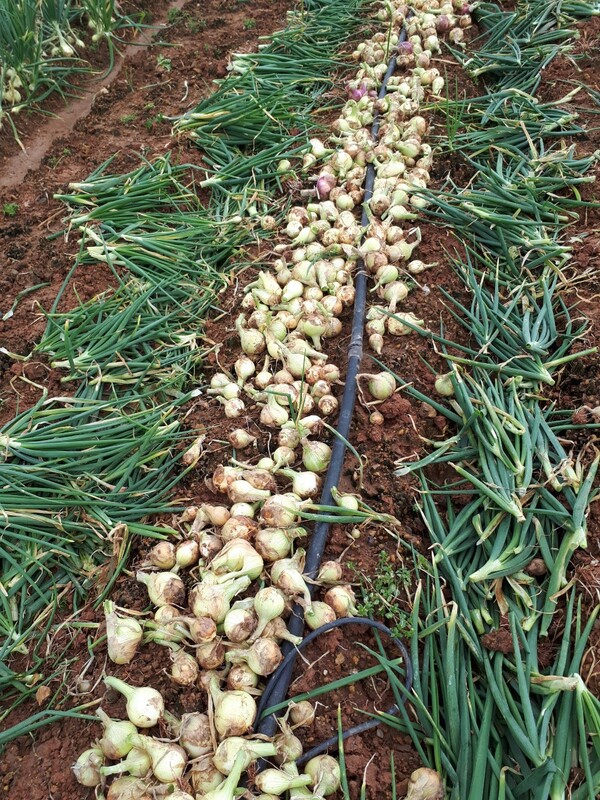 Hành tây khô - Nông Sản Rau Củ Đà Lạt - Công Ty TNHH Da Sa Thảo Mộc