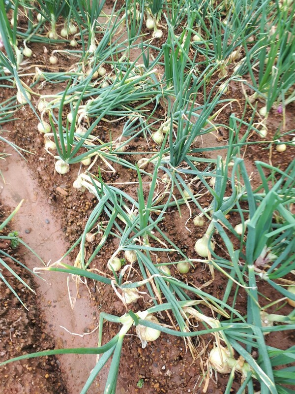 Hành tây khô - Nông Sản Rau Củ Đà Lạt - Công Ty TNHH Da Sa Thảo Mộc