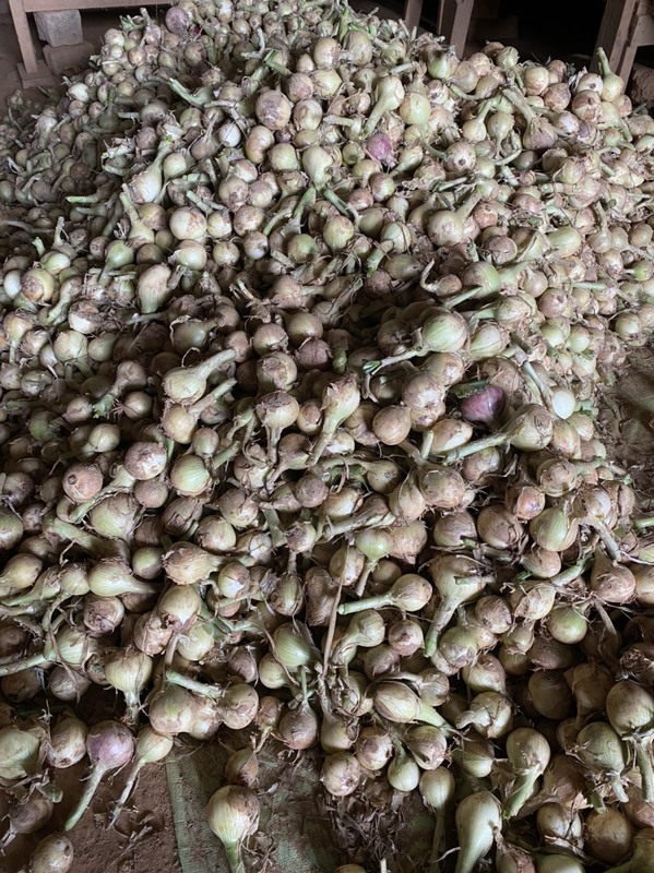 Hành tây khô - Nông Sản Rau Củ Đà Lạt - Công Ty TNHH Da Sa Thảo Mộc