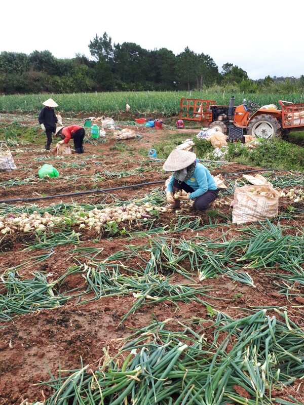 Hành tây khô - Nông Sản Rau Củ Đà Lạt - Công Ty TNHH Da Sa Thảo Mộc