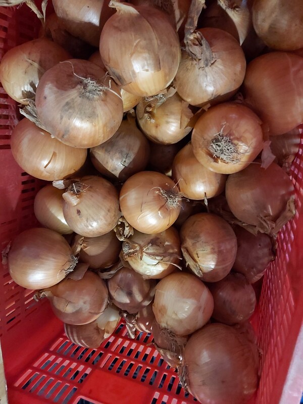 Hành tây khô - Nông Sản Rau Củ Đà Lạt - Công Ty TNHH Da Sa Thảo Mộc