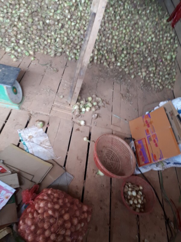 Hành tây khô - Nông Sản Rau Củ Đà Lạt - Công Ty TNHH Da Sa Thảo Mộc