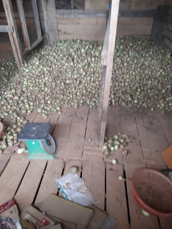 Hành tây khô - Nông Sản Rau Củ Đà Lạt - Công Ty TNHH Da Sa Thảo Mộc