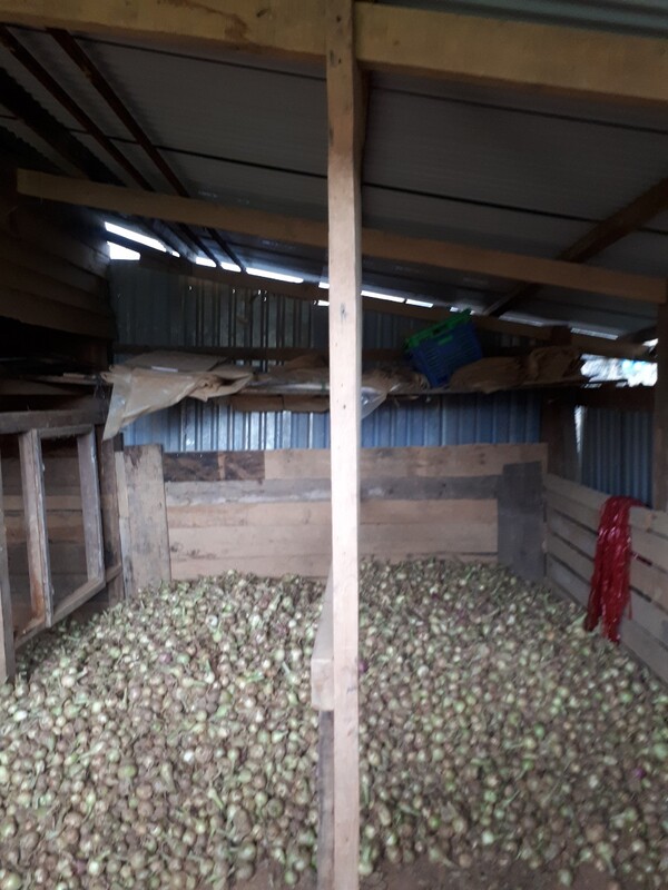 Hành tây khô - Nông Sản Rau Củ Đà Lạt - Công Ty TNHH Da Sa Thảo Mộc