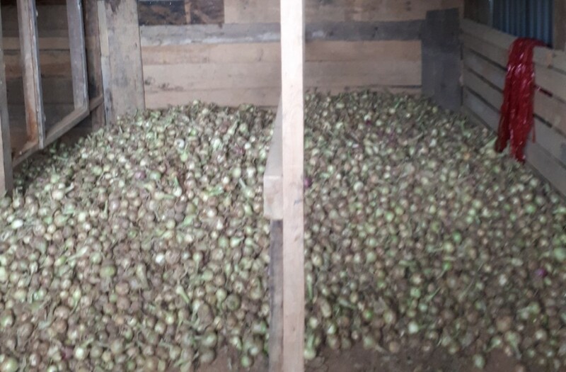 Hành tây khô - Nông Sản Rau Củ Đà Lạt - Công Ty TNHH Da Sa Thảo Mộc