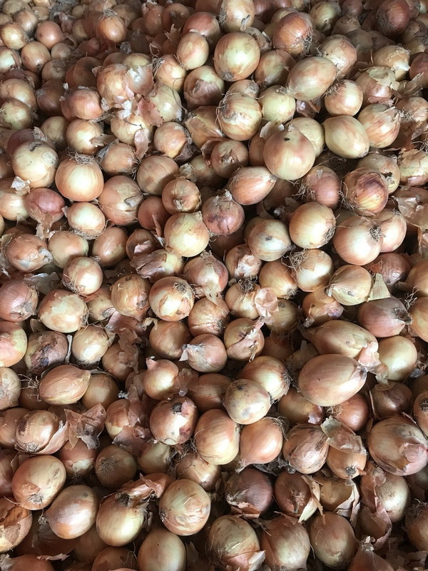 Hành tây khô - Nông Sản Rau Củ Đà Lạt - Công Ty TNHH Da Sa Thảo Mộc