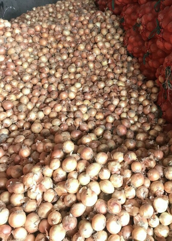 Hành tây khô - Nông Sản Rau Củ Đà Lạt - Công Ty TNHH Da Sa Thảo Mộc