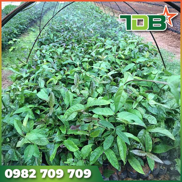 Dự án video xây dựng mô hình cây ba kích tím