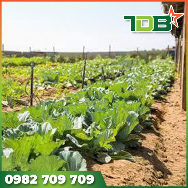 TVC giới thiệu mô hình trồng cây