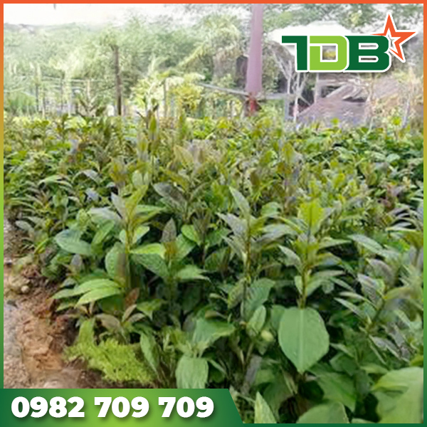 Video dự án trồng cây dược liệu hợp tác xã