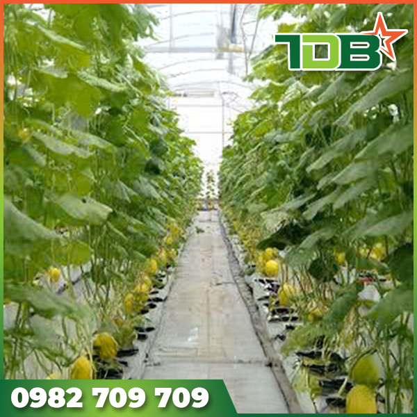 Video mô hình trồng cây nhà lưới