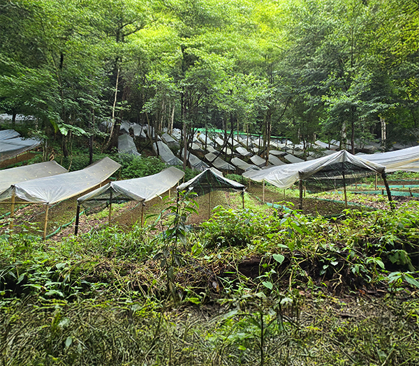 Vườn ươm cây giống