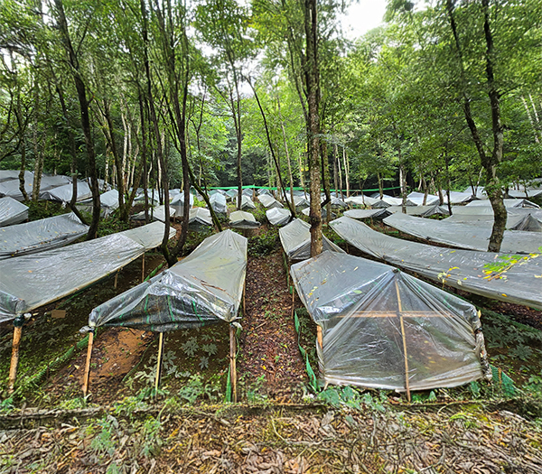 Vườn ươm cây giống