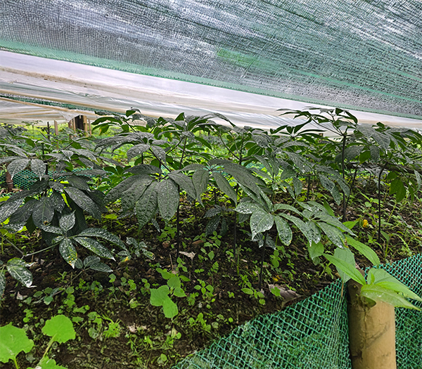 Vườn ươm cây giống