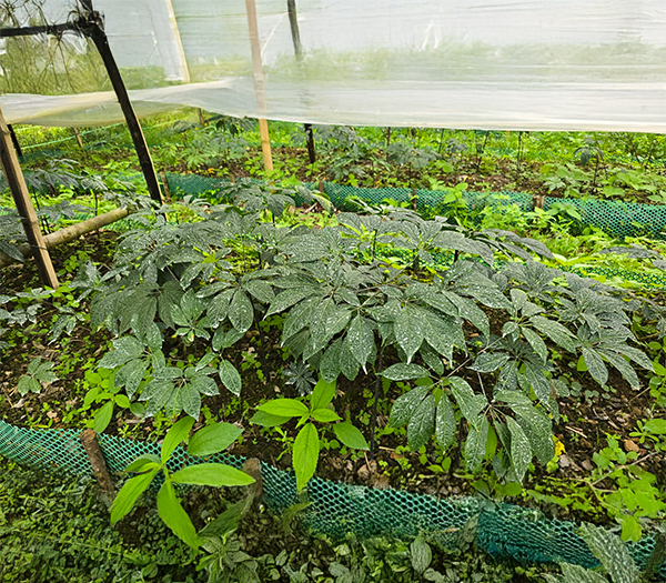 Vườn ươm cây giống