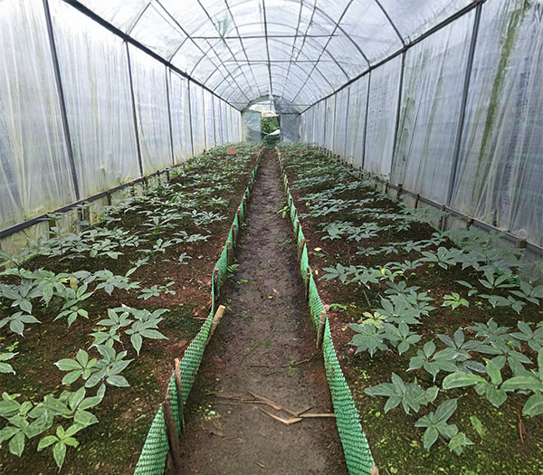 Vườn ươm cây giống