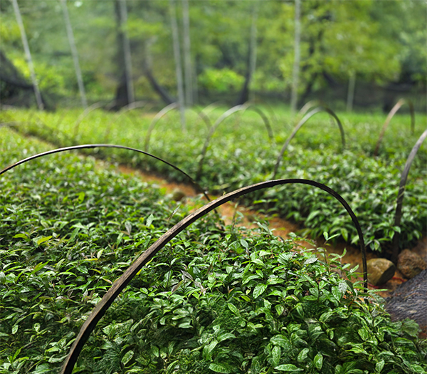 Vườn ươm cây giống