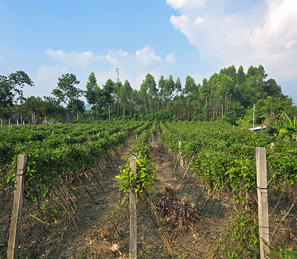 Vườn ươm cây giống