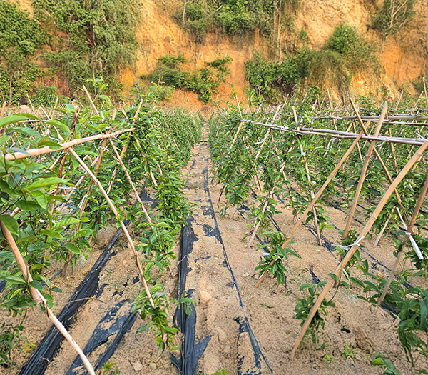 Vườn ươm cây giống