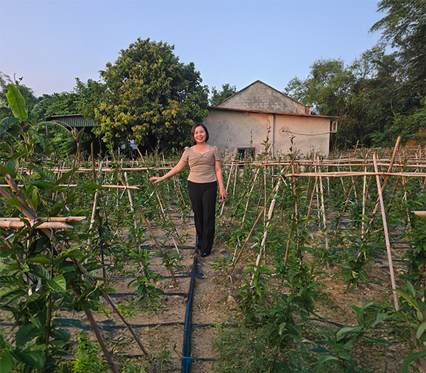 Vườn ươm cây giống