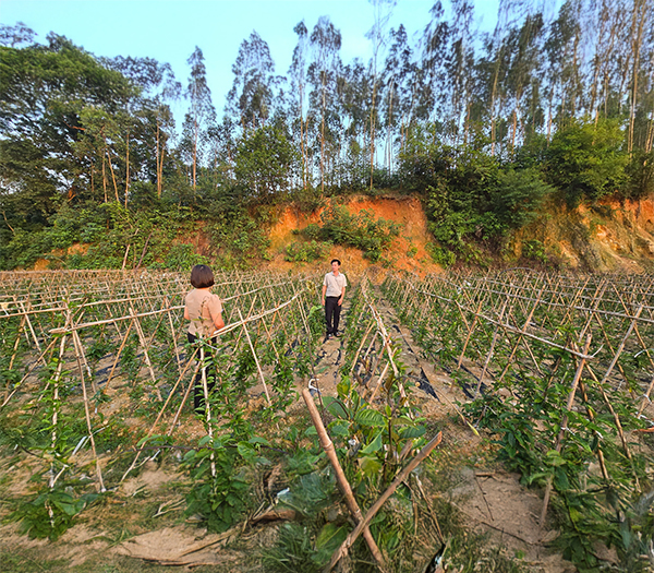 Vườn ươm cây giống
