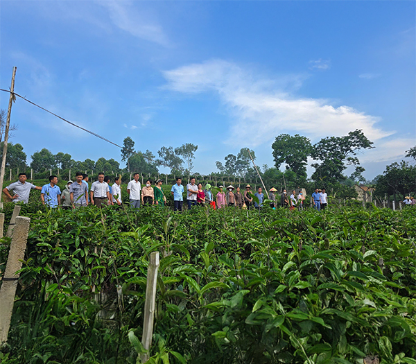 Vườn ươm cây giống