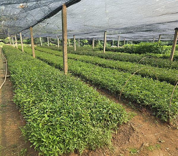 Vườn ươm cây giống