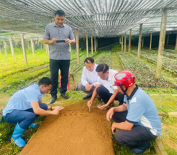 Vườn ươm cây giống