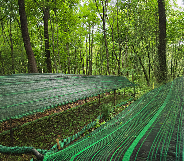 Vườn ươm cây giống