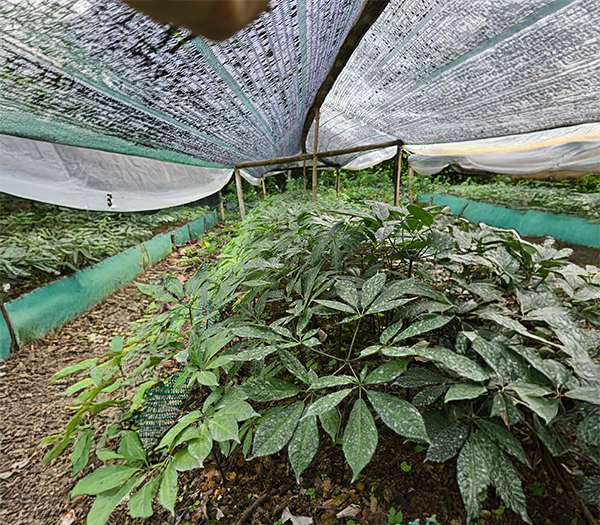 Vườn ươm cây giống