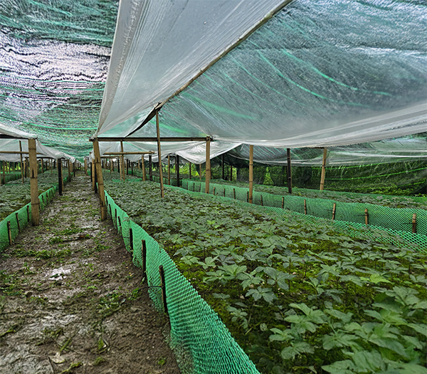 Vườn ươm cây giống