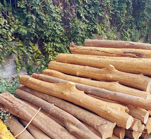 Gỗ chống quế - Nhà Thầu San Lấp Mặt Bằng Đại Phát - Công Ty TNHH Xây Dựng Và San Lấp Mặt Bằng Đại Phát