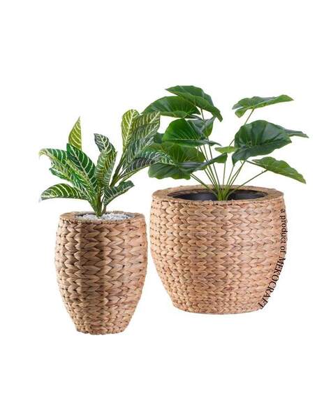 Chậu trồng cây lục bình